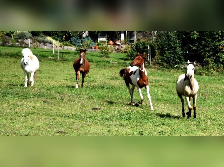 American Standardbred Stallion Foal (06/2024) 14,2 hh Tobiano-all-colors in Schömberg