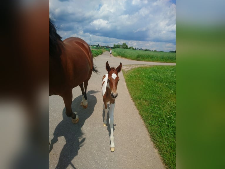 American Standardbred Stallion Foal (06/2024) 14,2 hh Tobiano-all-colors in Schömberg