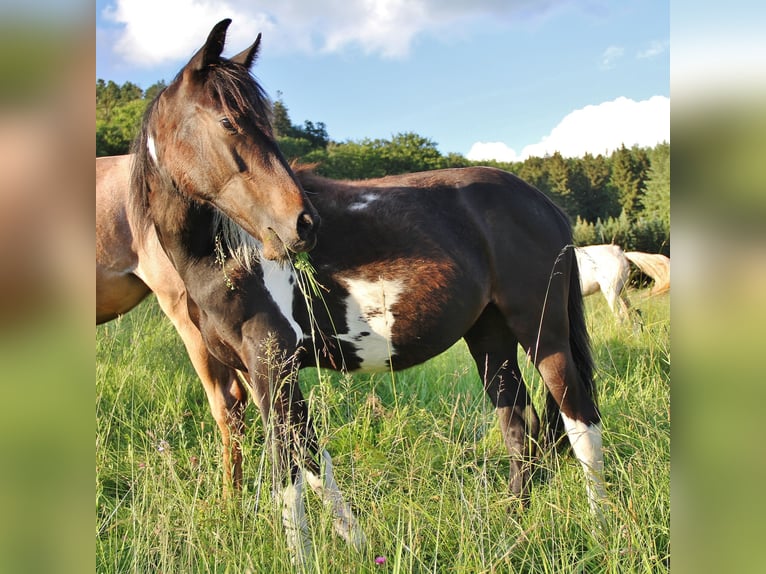 American Standardbred Blandning Sto 1 år 160 cm Pinto in Saarland