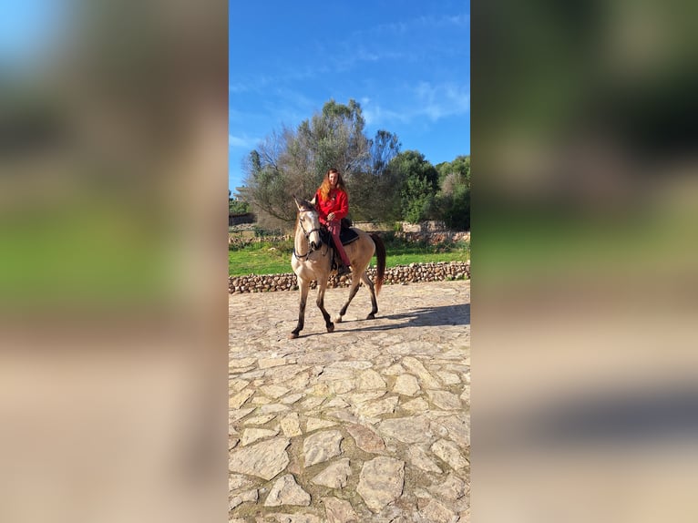 American Standardbred Stute 10 Jahre 159 cm Buckskin in Heitersheim