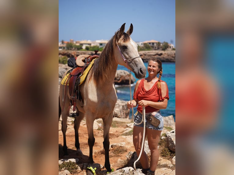 American Standardbred Stute 10 Jahre 159 cm Buckskin in Heitersheim