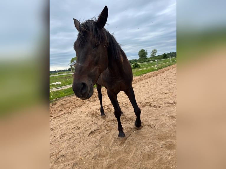 American Standardbred Stute 19 Jahre 163 cm Dunkelbrauner in Vilnius