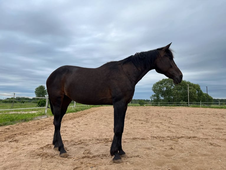 American Standardbred Stute 19 Jahre 163 cm Dunkelbrauner in Vilnius