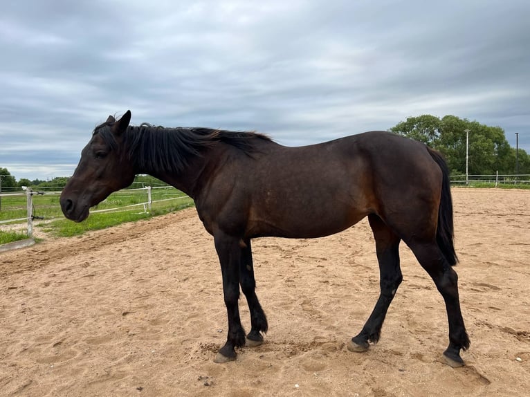 American Standardbred Stute 19 Jahre 163 cm Dunkelbrauner in Vilnius