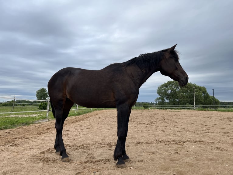 American Standardbred Stute 19 Jahre 163 cm Dunkelbrauner in Vilnius