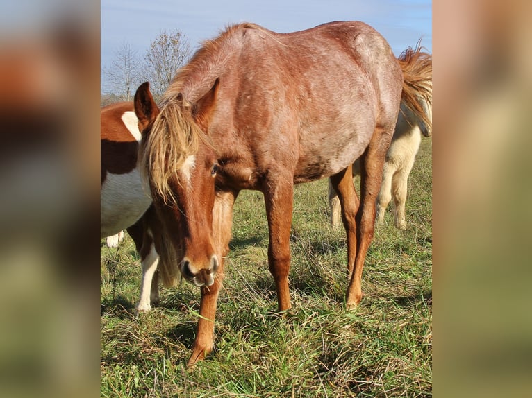 American Standardbred Stute 2 Jahre 160 cm Roan-Red in Saarland