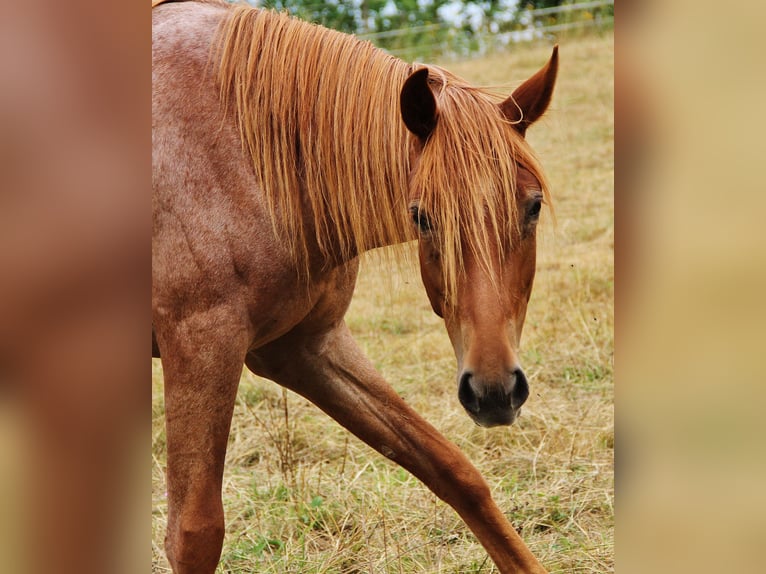 American Standardbred Stute 2 Jahre 160 cm Roan-Red in Saarland