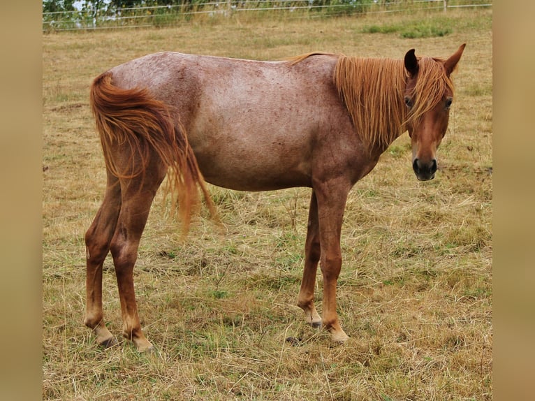 American Standardbred Stute 2 Jahre 160 cm Roan-Red in Saarland