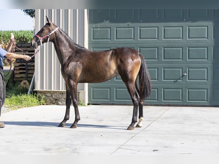 American Standardbred Stute 2 Jahre in Narvon