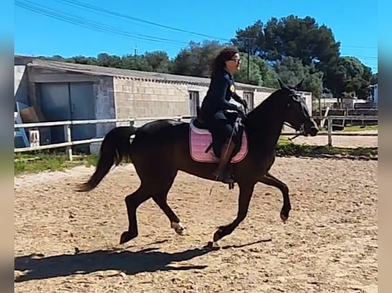 American Standardbred Stute 4 Jahre 156 cm Brauner in Ciutadella De Menorca