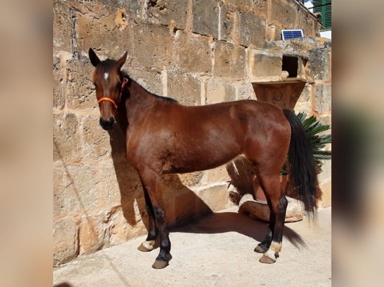 American Standardbred Stute 5 Jahre  in Llucmajor