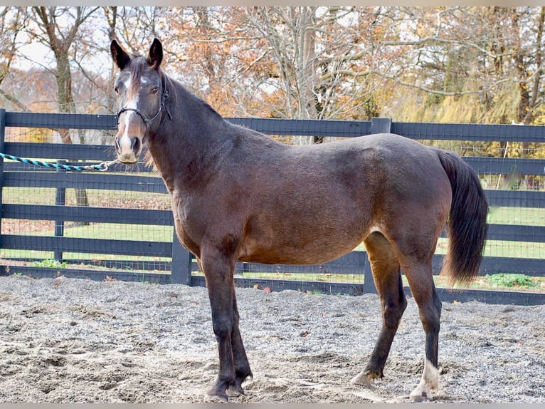 American Standardbred Stute 7 Jahre Rotbrauner in Collegeville