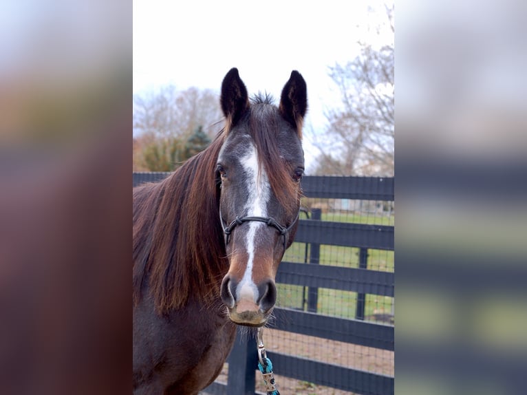 American Standardbred Stute 8 Jahre Rotbrauner in Collegeville