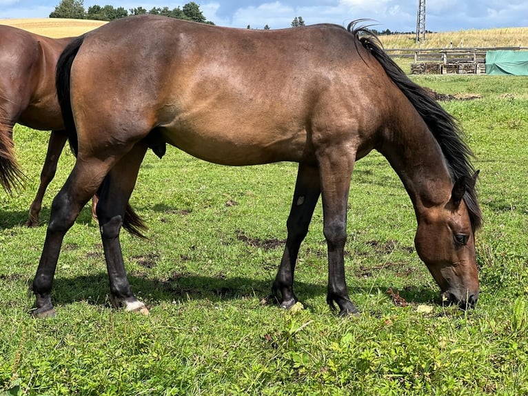 American Standardbred Mix Wallach 3 Jahre 150 cm Dunkelbrauner in Helmstedt
