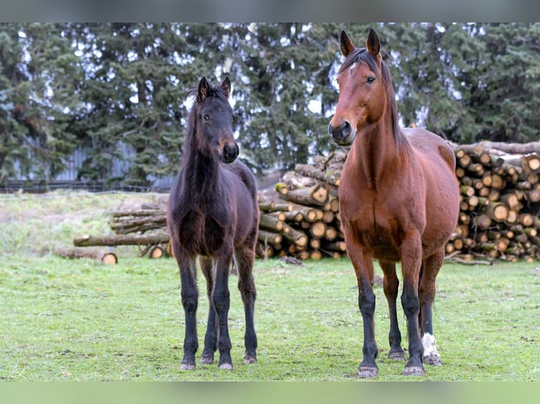 American Standardbred Mix Wallach 3 Jahre 150 cm Dunkelbrauner in Helmstedt