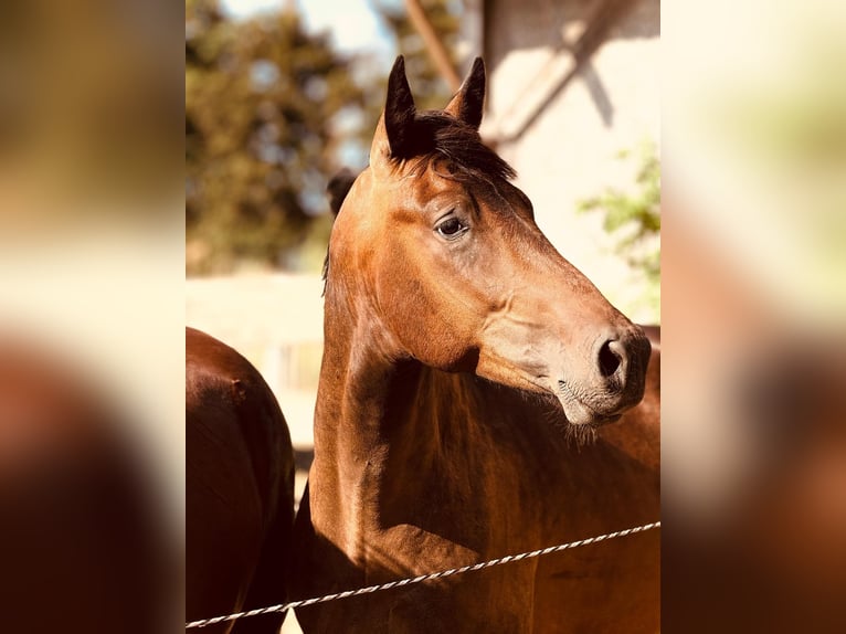 American Standardbred Mix Wallach 3 Jahre 150 cm Dunkelbrauner in Helmstedt