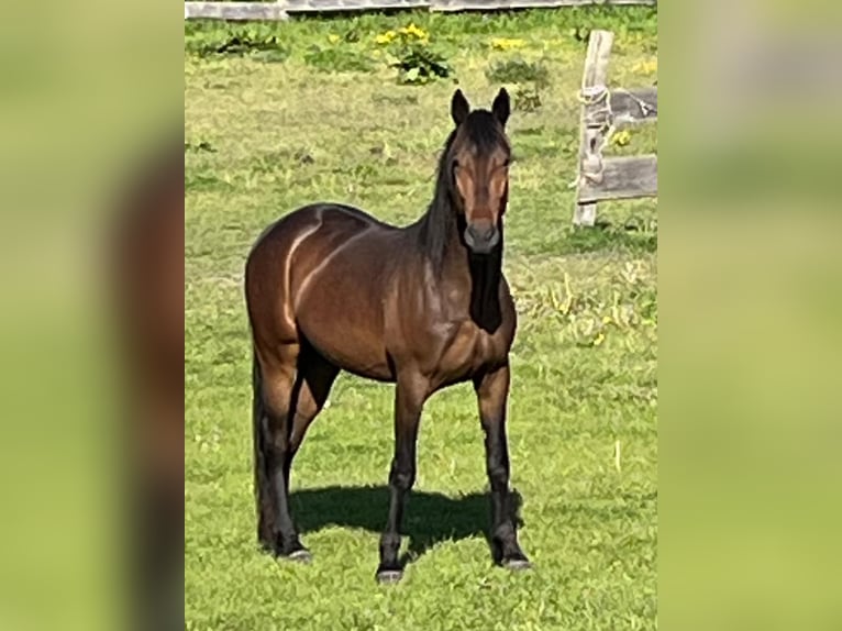 American Standardbred Mix Wallach 3 Jahre 150 cm Dunkelbrauner in Helmstedt