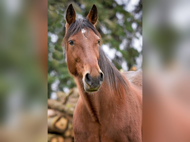 American Standardbred Mix Wallach 3 Jahre 150 cm Dunkelbrauner in Helmstedt