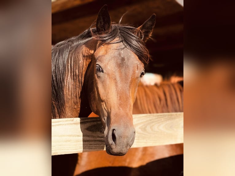 American Standardbred Mix Wallach 3 Jahre 150 cm Dunkelbrauner in Helmstedt