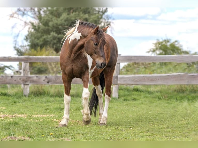 American Standardbred Mix Wallach 3 Jahre 150 cm Dunkelbrauner in Helmstedt