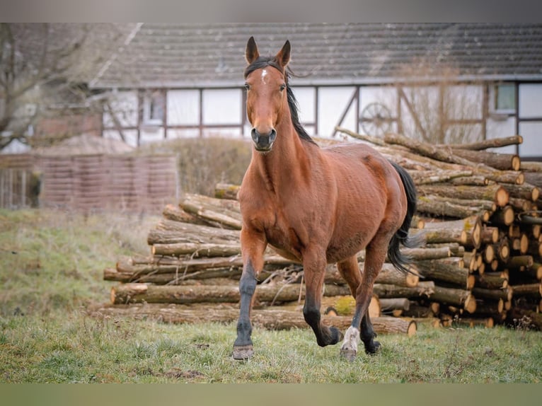 American Standardbred Mix Wallach 3 Jahre 150 cm Dunkelbrauner in Helmstedt