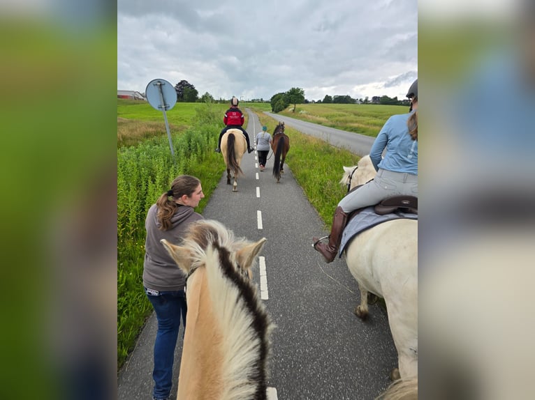 American Standardbred Wallach 4 Jahre 153 cm Brauner in Nørager