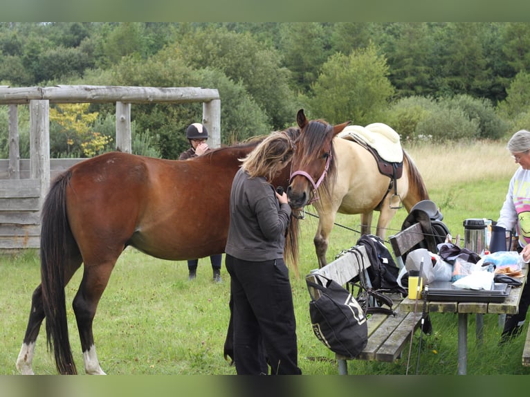 American Standardbred Wallach 4 Jahre 153 cm Brauner in Nørager