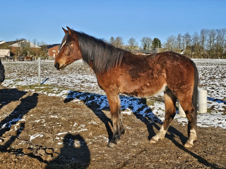American Standardbred Wallach 4 Jahre 153 cm Brauner in Nørager
