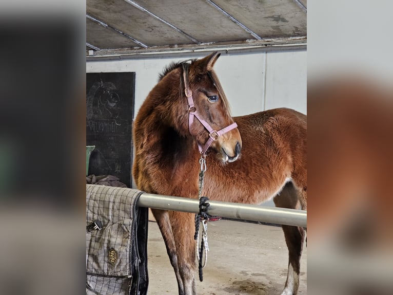 American Standardbred Wallach 4 Jahre 153 cm Brauner in Nørager