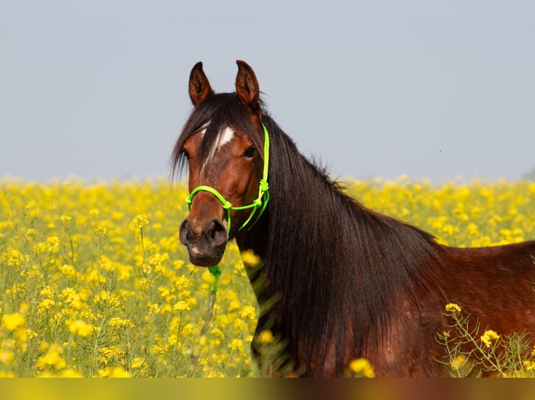 American Standardbred Wallach 4 Jahre 153 cm Brauner in Nørager