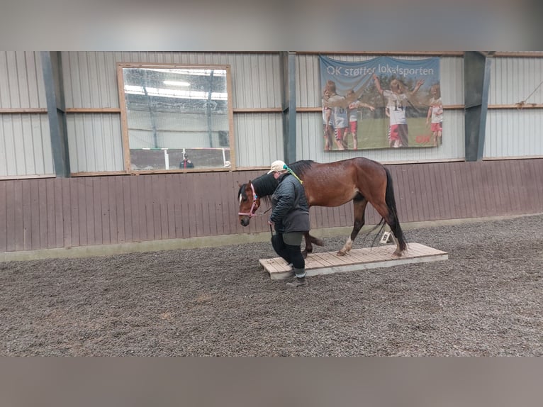 American Standardbred Wallach 4 Jahre 153 cm Brauner in Nørager
