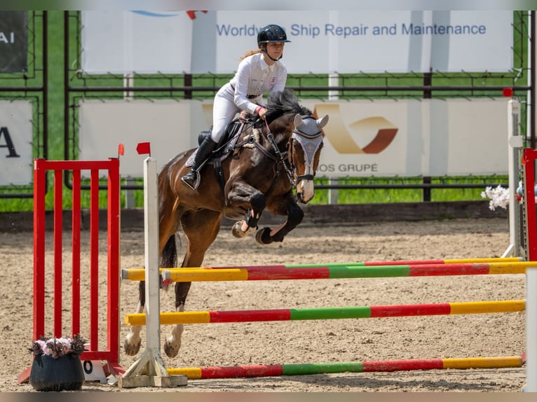American Standardbred Wallach 6 Jahre 172 cm Dunkelbrauner in Latvia, Grobina American Standardbred Wallach 6 Jahre 172 cm Dunkelbrauner in Latvia, Grobina