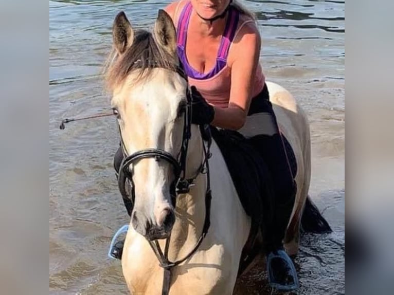 American Standardbred Mix Wallach 9 Jahre Tobiano-alle-Farben in Surrey