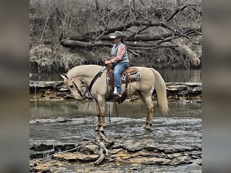 Americano da Sella Castrone 13 Anni 132 cm Palomino in Bedford