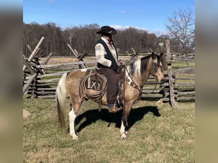 Americano da Sella Castrone 14 Anni 142 cm Pelle di daino in Chambersburg