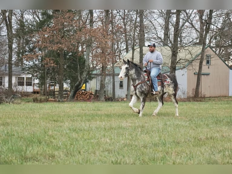 Americano da Sella Castrone 14 Anni 142 cm Roano blu in Rineyville