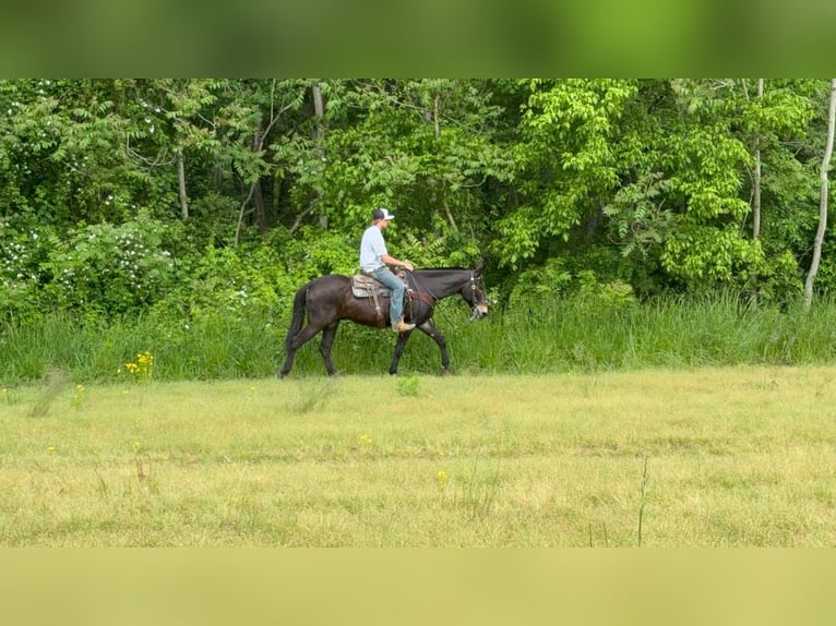 Americano da Sella Castrone 14 Anni 155 cm Morello in Moscow OH