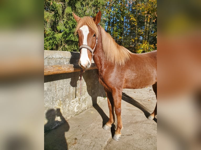 Americano da Sella Mix Castrone 5 Anni 150 cm Sauro in Schondorf am Ammersee