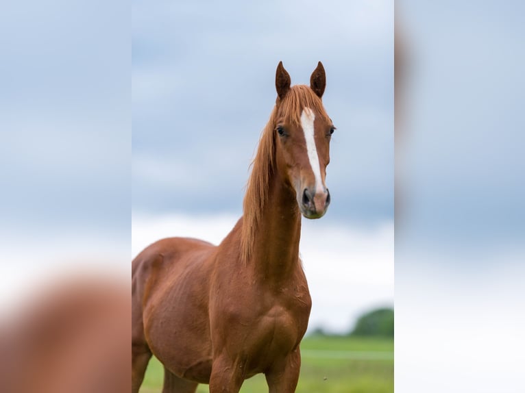 Americano da Sella Castrone 6 Anni 165 cm Sauro in Kierspe