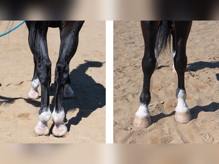 Americano da Sella Mix Castrone 6 Anni Morello in Fredericksburg