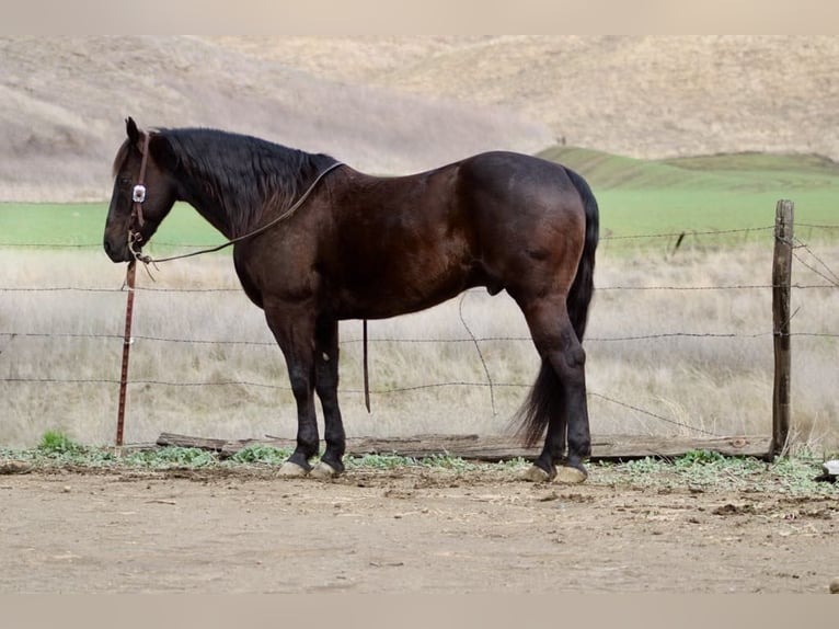 Americano da Sella Castrone 9 Anni 150 cm Baio ciliegia in Paicines CA