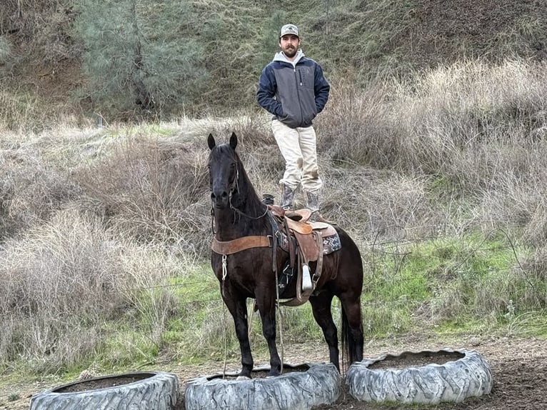 Americano da Sella Castrone 9 Anni 150 cm Baio ciliegia in Paicines CA