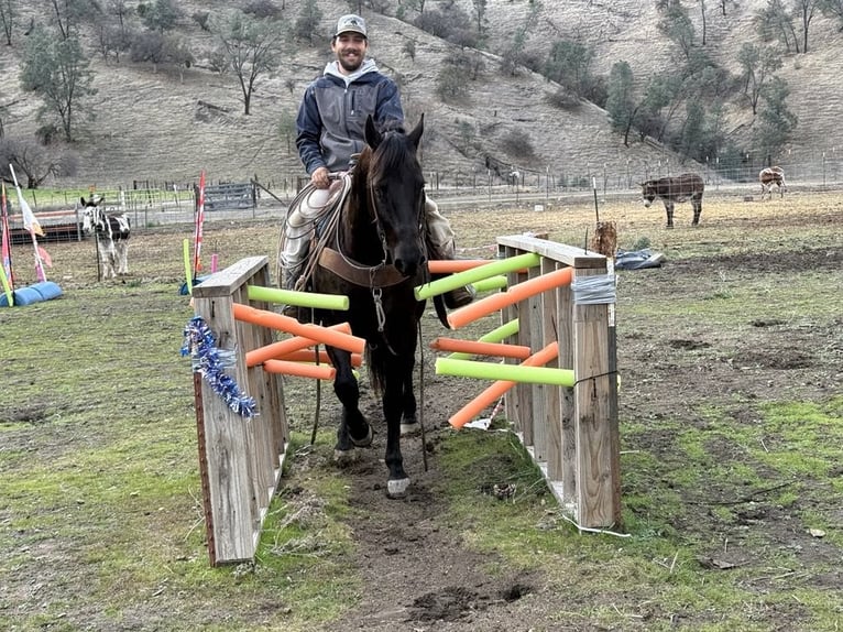 Americano da Sella Castrone 9 Anni 150 cm Baio ciliegia in Paicines CA