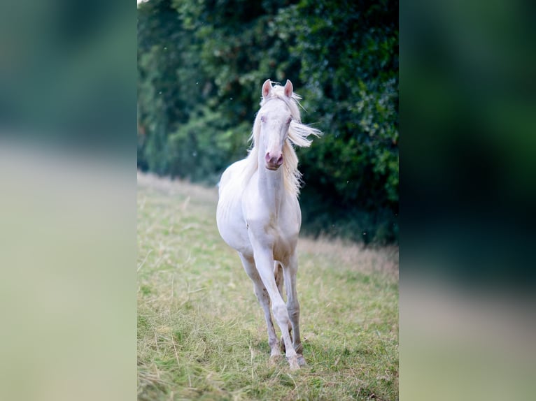 Americano da Sella Giumenta 1 Anno 165 cm Cremello in Kierspe