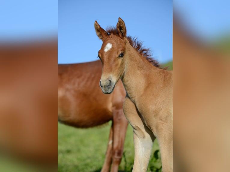 Americano da Sella Giumenta 2 Anni 162 cm Sauro in Kierspe