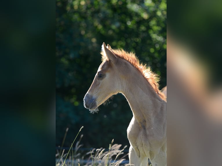 Americano da Sella Giumenta 2 Anni 162 cm Sauro in Kierspe