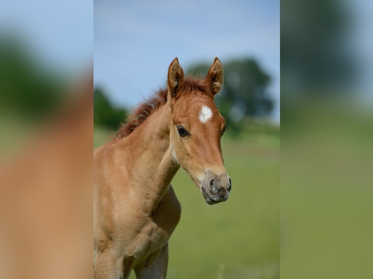 Americano da Sella Giumenta 2 Anni 162 cm Sauro in Kierspe