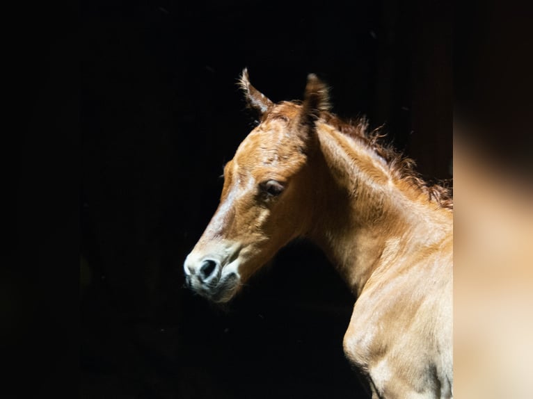 Americano da Sella Giumenta 3 Anni 160 cm Sauro in Kierspe