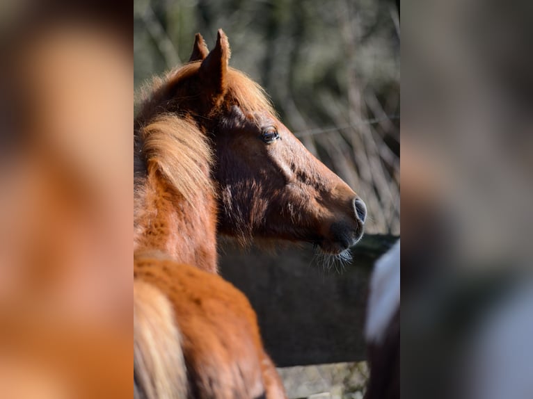 Americano da Sella Giumenta 3 Anni 160 cm Sauro in Kierspe