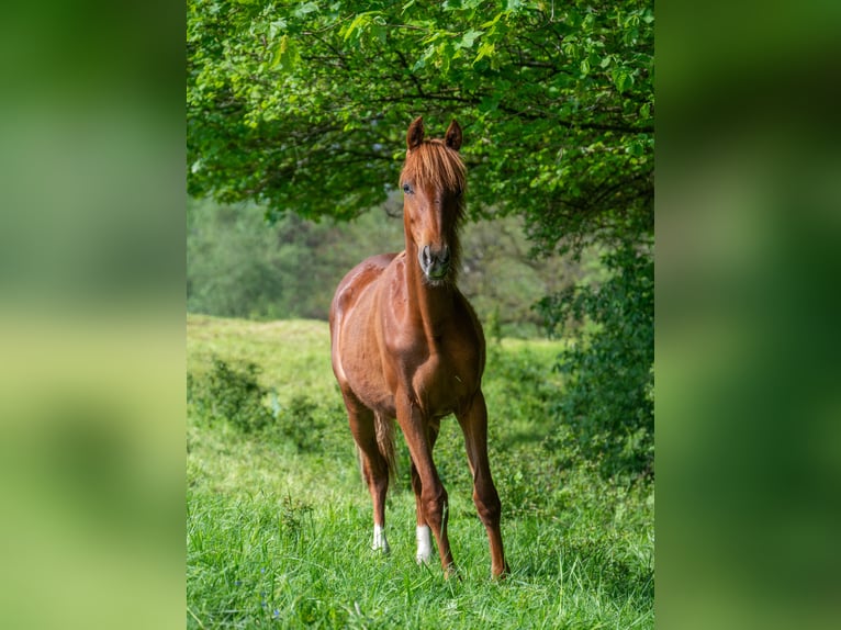 Americano da Sella Giumenta 3 Anni 160 cm Sauro in Kierspe